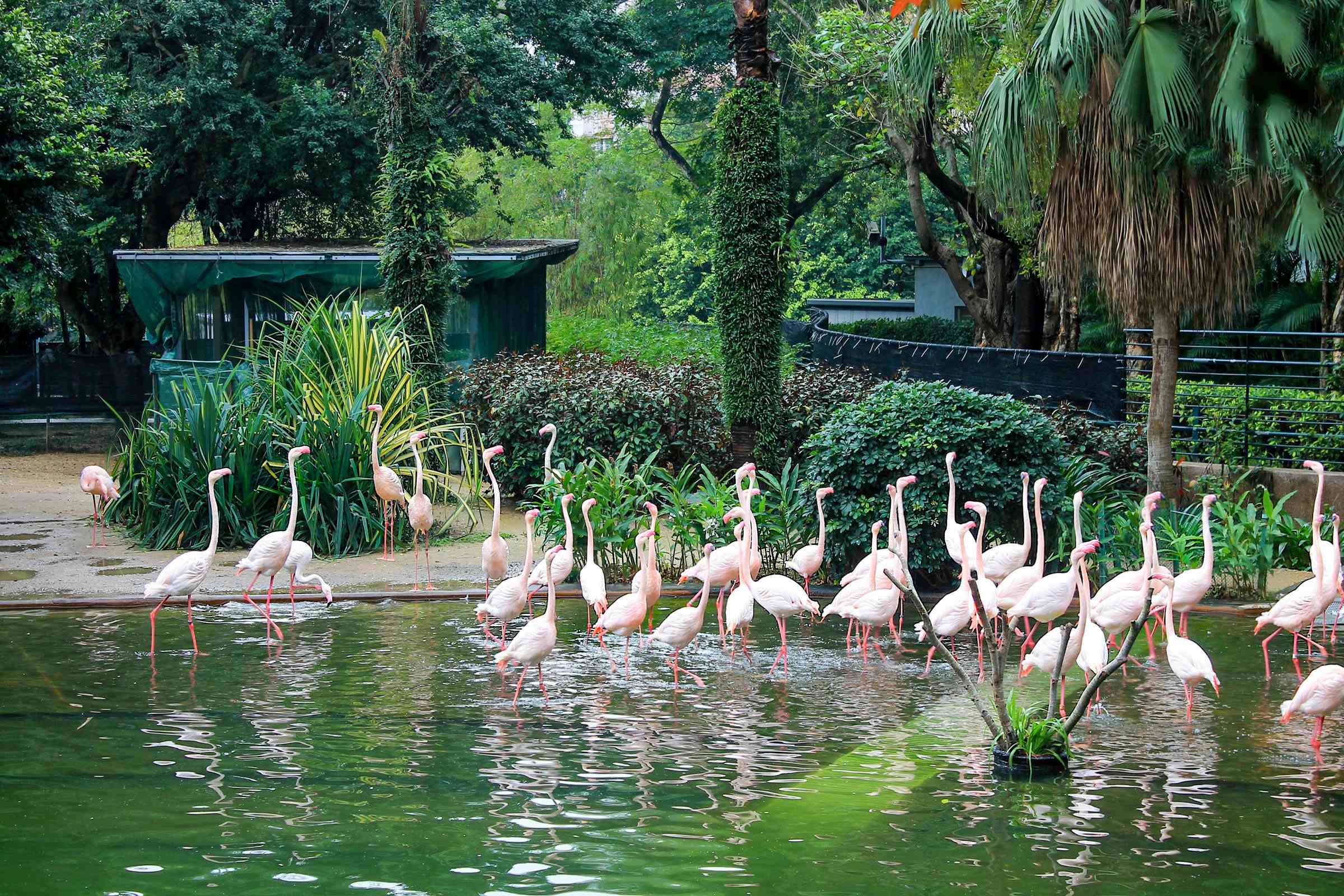 date in Hong Kong Zoological and Botanical Gardens