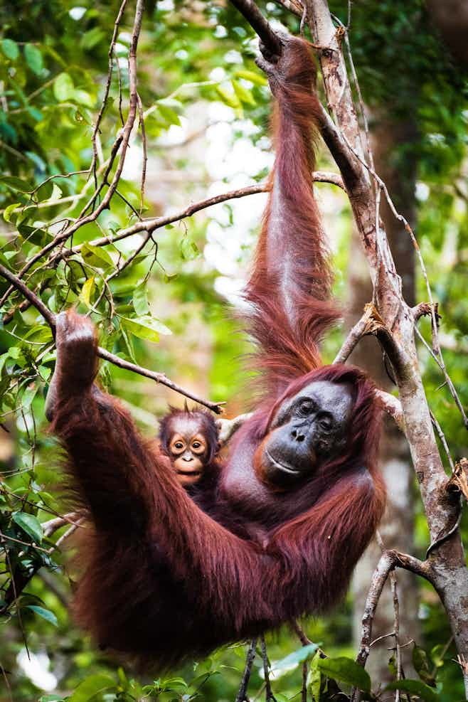 safari world bangkok shows