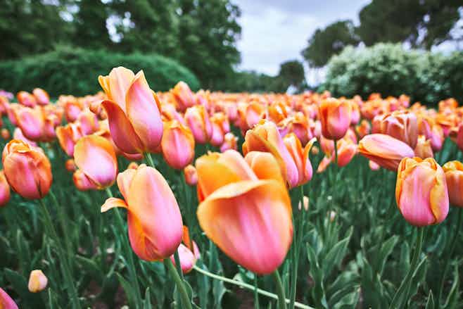 Keukenhof Gardens