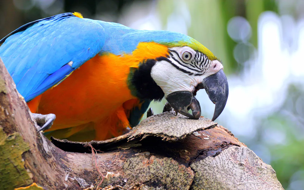jurong bird park - top exhibits to see