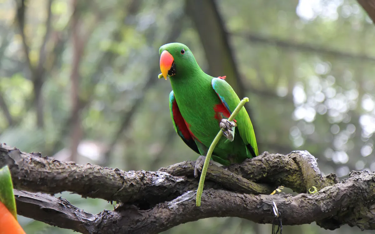 singapore zoo - things to do