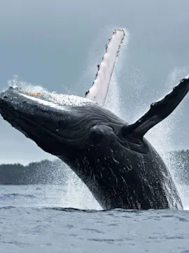 Whale Watching Tours
