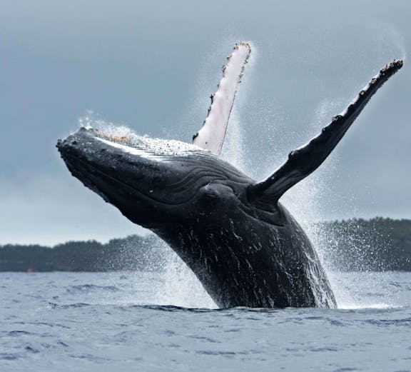 Whale breaching near Reykjavik during a whale watching tour.