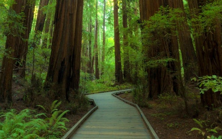 Muir Woods National Monument with towering redwoods near San Francisco.