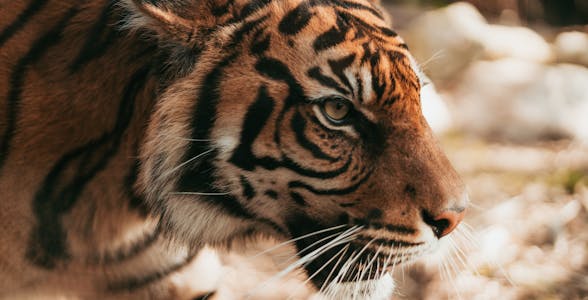 Taronga Zoo Tickets