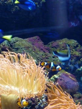 Biglietti Sea Life Aquarium London