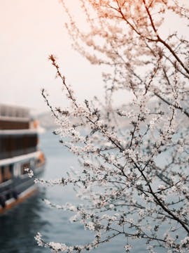 Bosphorus Cruises