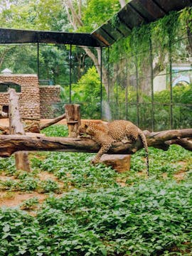 Melbourne Zoo Tickets