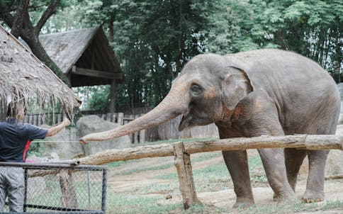 Bali Zoo Tickets