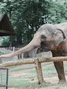 Bali Zoo Tickets