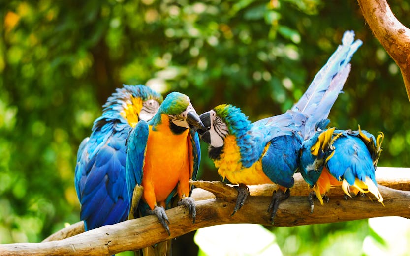 Bali Bird Park entrance with tropical foliage and colorful bird sculptures, Bali, Indonesia.