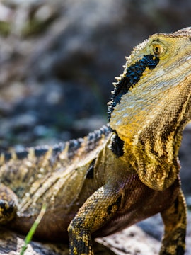 Lizard basking on a rock at Australian Reptile Park, Sydney.