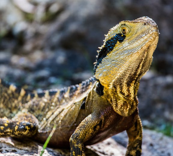 Lizard basking on a rock at Australian Reptile Park, Sydney.