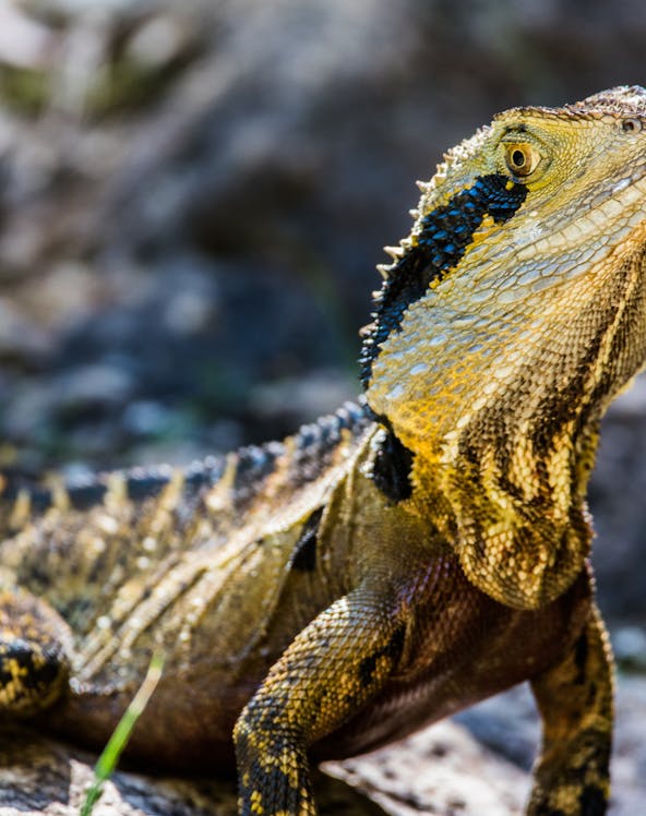 Lizard basking on a rock at Australian Reptile Park, Sydney.