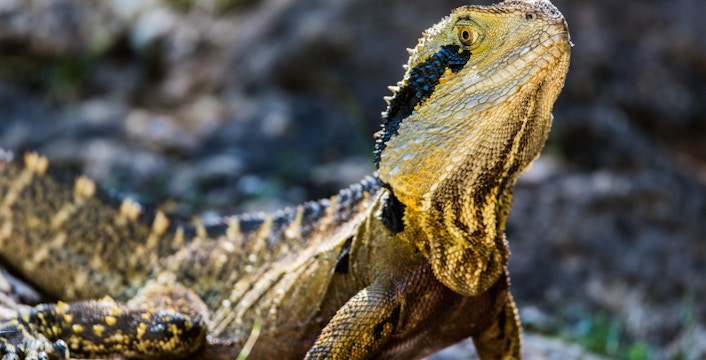 Australian Reptile Park Tickets