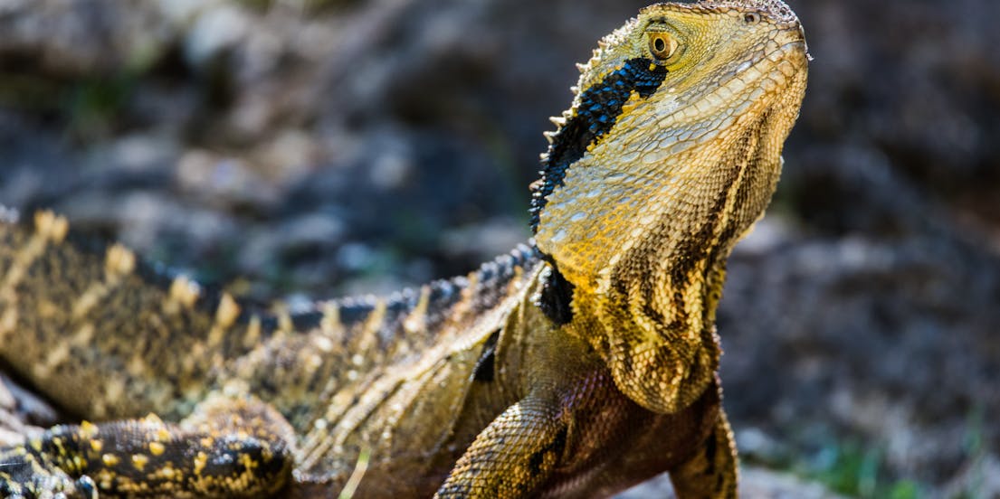 Entradas Parque Australiano de Reptiles