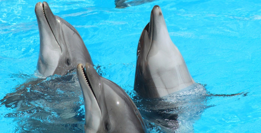 Bilety do Dolphin World