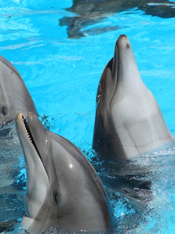 Dolphins swimming at Pattaya Dolphin World, Thailand.