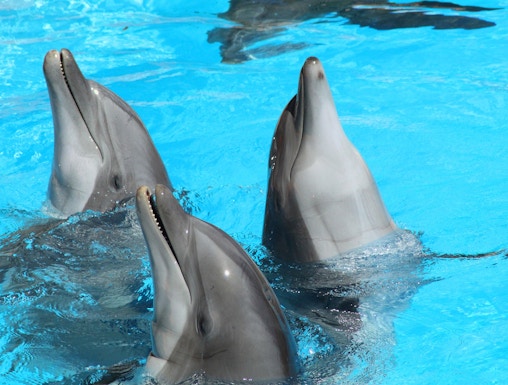Dolphins swimming at Pattaya Dolphin World, Thailand.