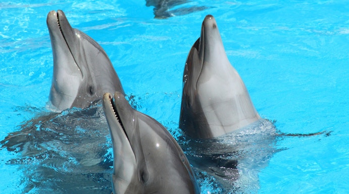 Dolphins swimming at Pattaya Dolphin World, Thailand.