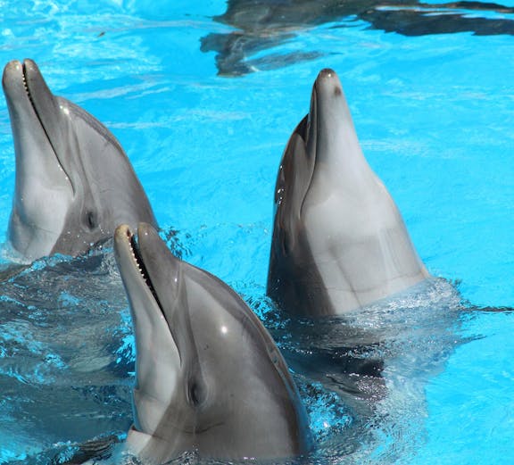 Dolphins swimming at Pattaya Dolphin World, Thailand.