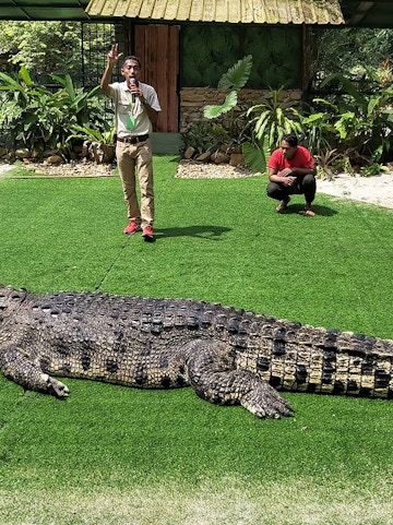 Crocodiles basking at Crocodile Adventureland Langkawi, Malaysia.