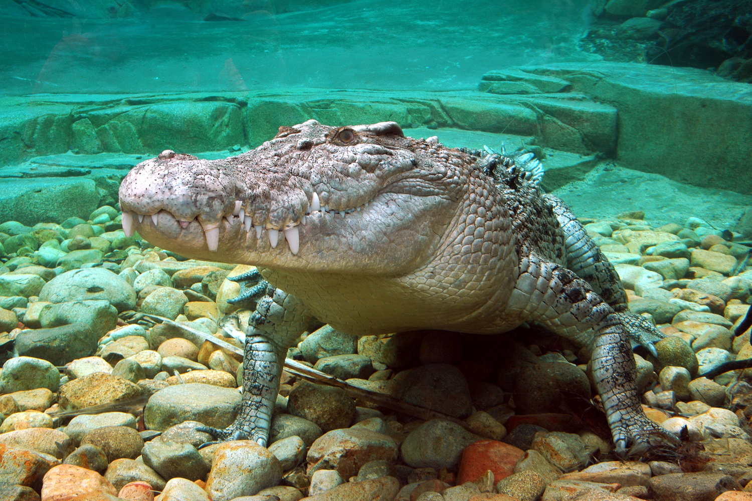 Zoom e Wildlife Dome