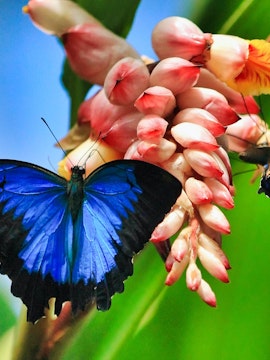 Blue and black butterfly on a pink flower at Australian Butterfly Sanctuary, Cairns.