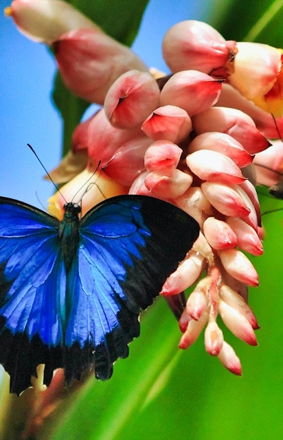 Blue and black butterfly on a pink flower at Australian Butterfly Sanctuary, Cairns.