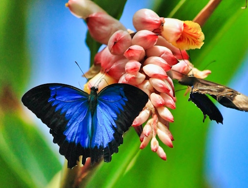 Blue and black butterfly on a pink flower at Australian Butterfly Sanctuary, Cairns.
