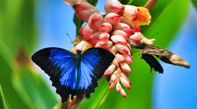 Blue and black butterfly on a pink flower at Australian Butterfly Sanctuary, Cairns.
