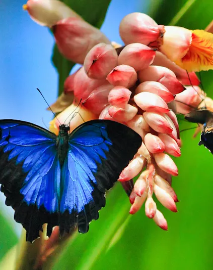 Blue and black butterfly on a pink flower at Australian Butterfly Sanctuary, Cairns.