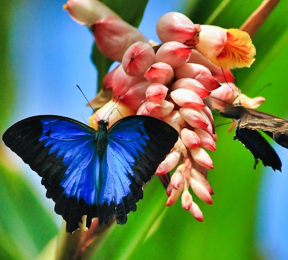Blue and black butterfly on a pink flower at Australian Butterfly Sanctuary, Cairns.