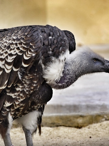 Vulture at Bio Parco in Rome.