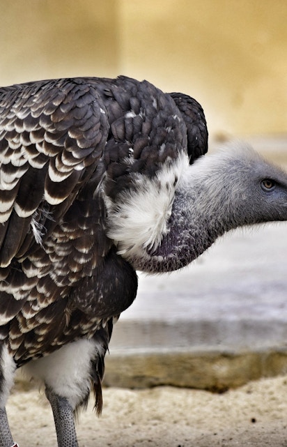 Vulture at Bio Parco in Rome.