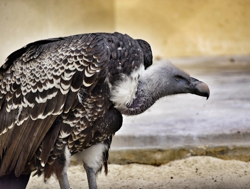 Vulture at Bio Parco in Rome.