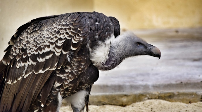 Vulture at Bio Parco in Rome.