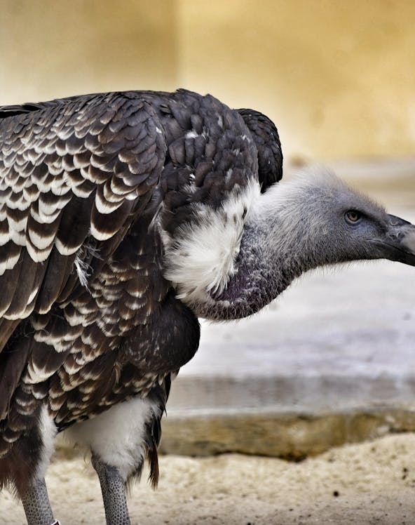 Vulture at Bio Parco in Rome.