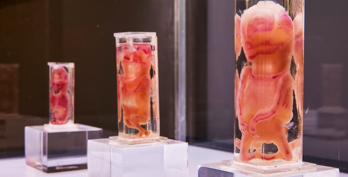 Human Bodies Exhibition