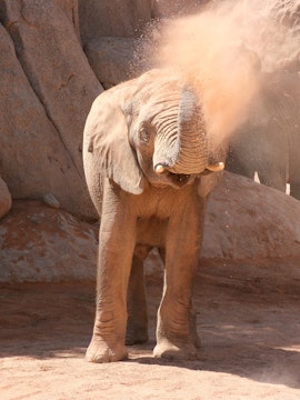 Elephant spraying dust at Bioparc Valencia.