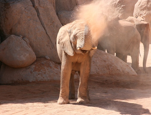 Elephant spraying dust at Bioparc Valencia.