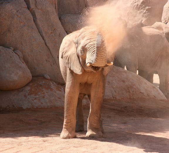 Elephant spraying dust at Bioparc Valencia.