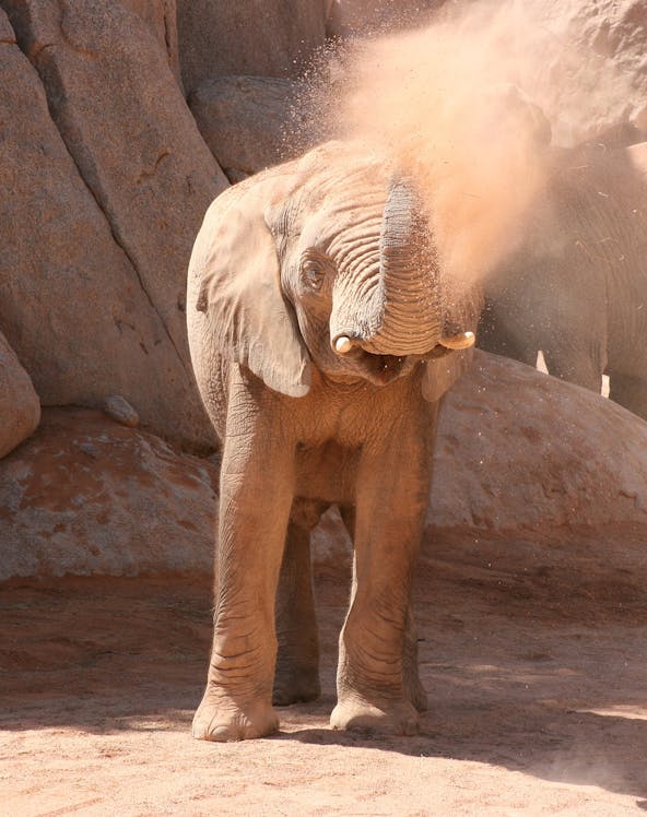 Elephant spraying dust at Bioparc Valencia.