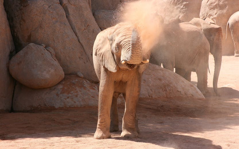 Elephant spraying dust at Bioparc Valencia.