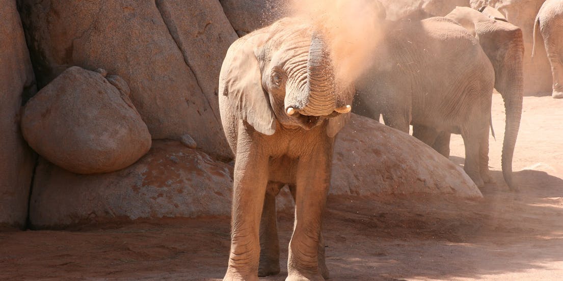 Bioparc Valencia