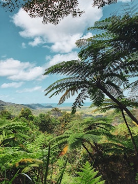 Daintree National Park lush rainforest view in Cairns, Australia.