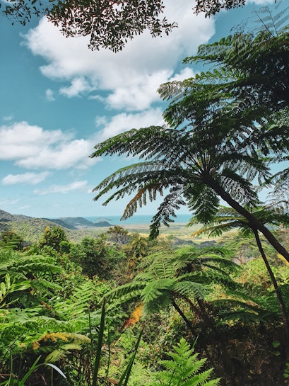 Daintree National Park lush rainforest view in Cairns, Australia.