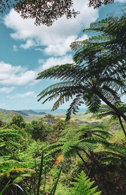 Daintree National Park lush rainforest view in Cairns, Australia.