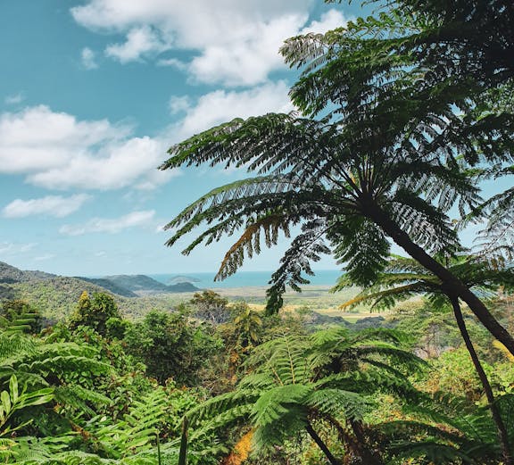 Daintree National Park lush rainforest view in Cairns, Australia.