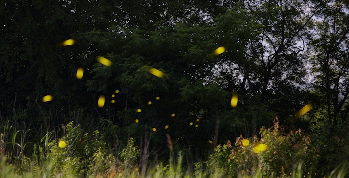 Kampung Kuantan Fireflies Park Tours